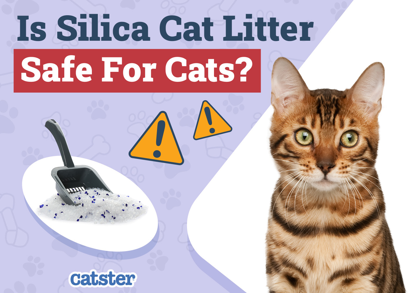 Catster_Is Silica Cat Litter Safe for Cats