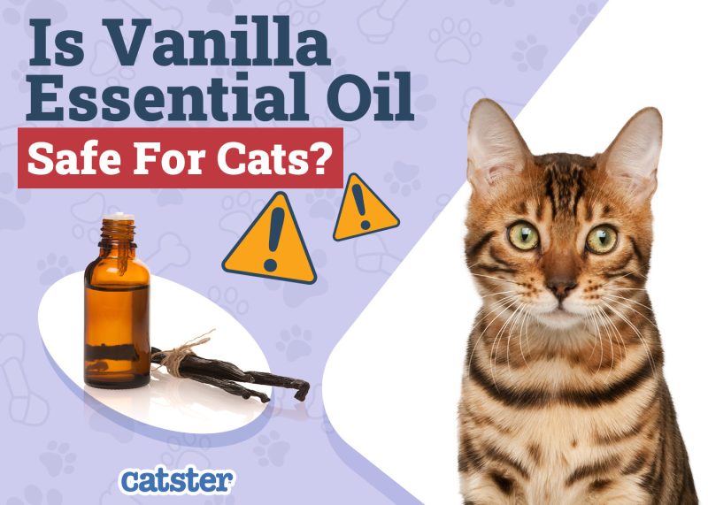 Catster_Is Vanilla Essential Oil Safe for Cats