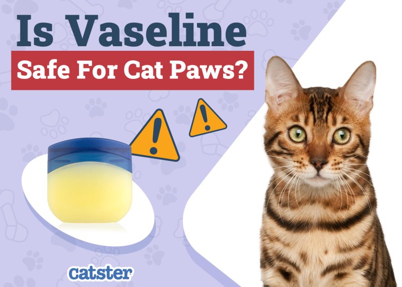Catster_Is Vaseline Safe for Cat Paws