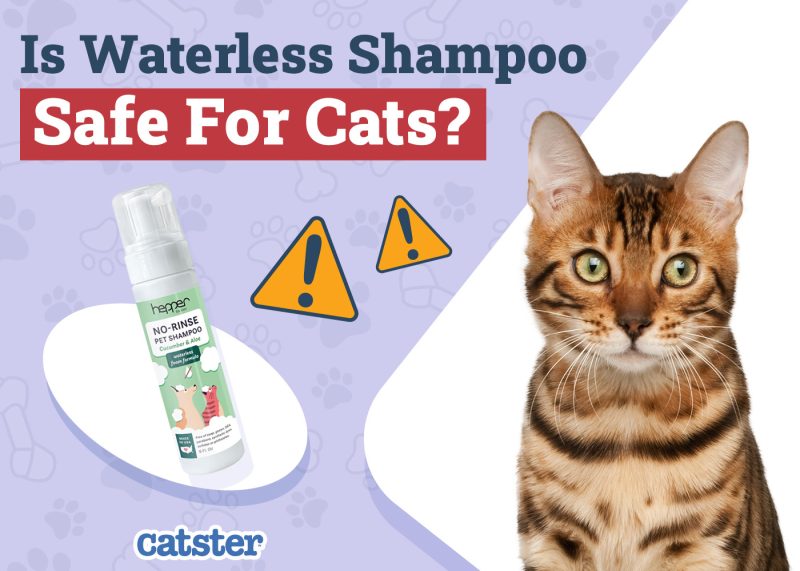 Catster_Is Waterless Shampoo Safe for Cats