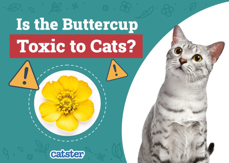 Catster_Is the Buttercup Toxic to Cats