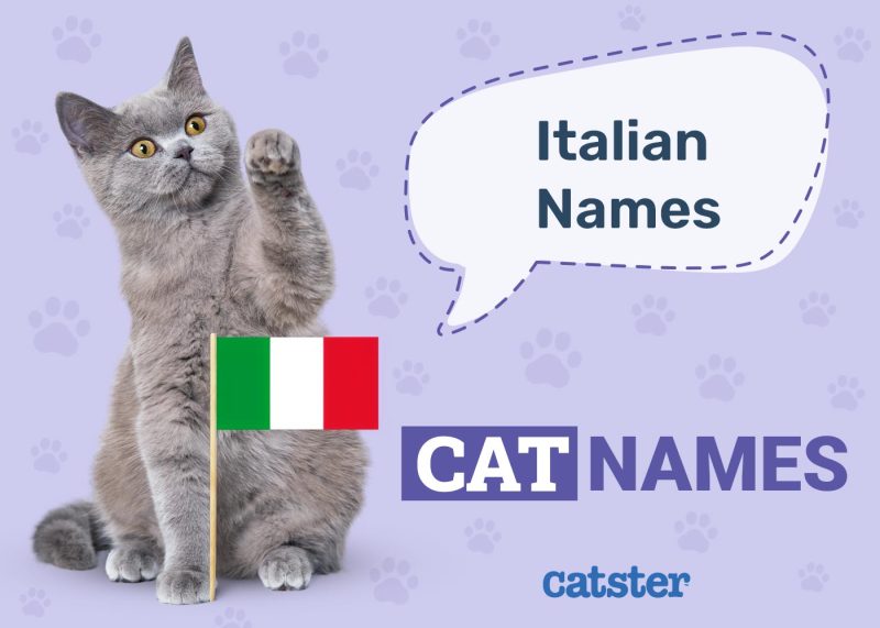 Italian Cat Names