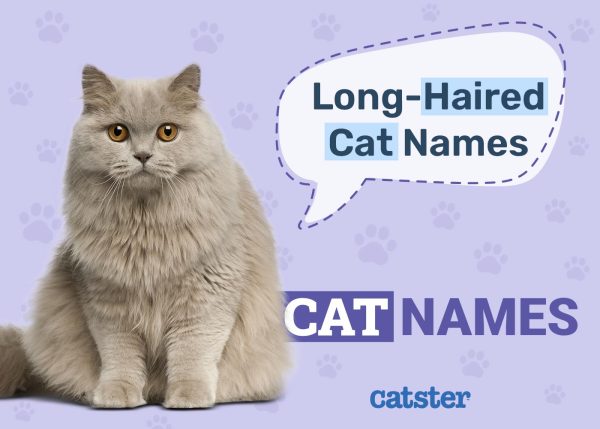 100 Long Haired Cat Names Ideas For Soft Fluffy Cats Catster 100-long-haired-cat-names-ideas-for-soft-fluffy-cats-catster