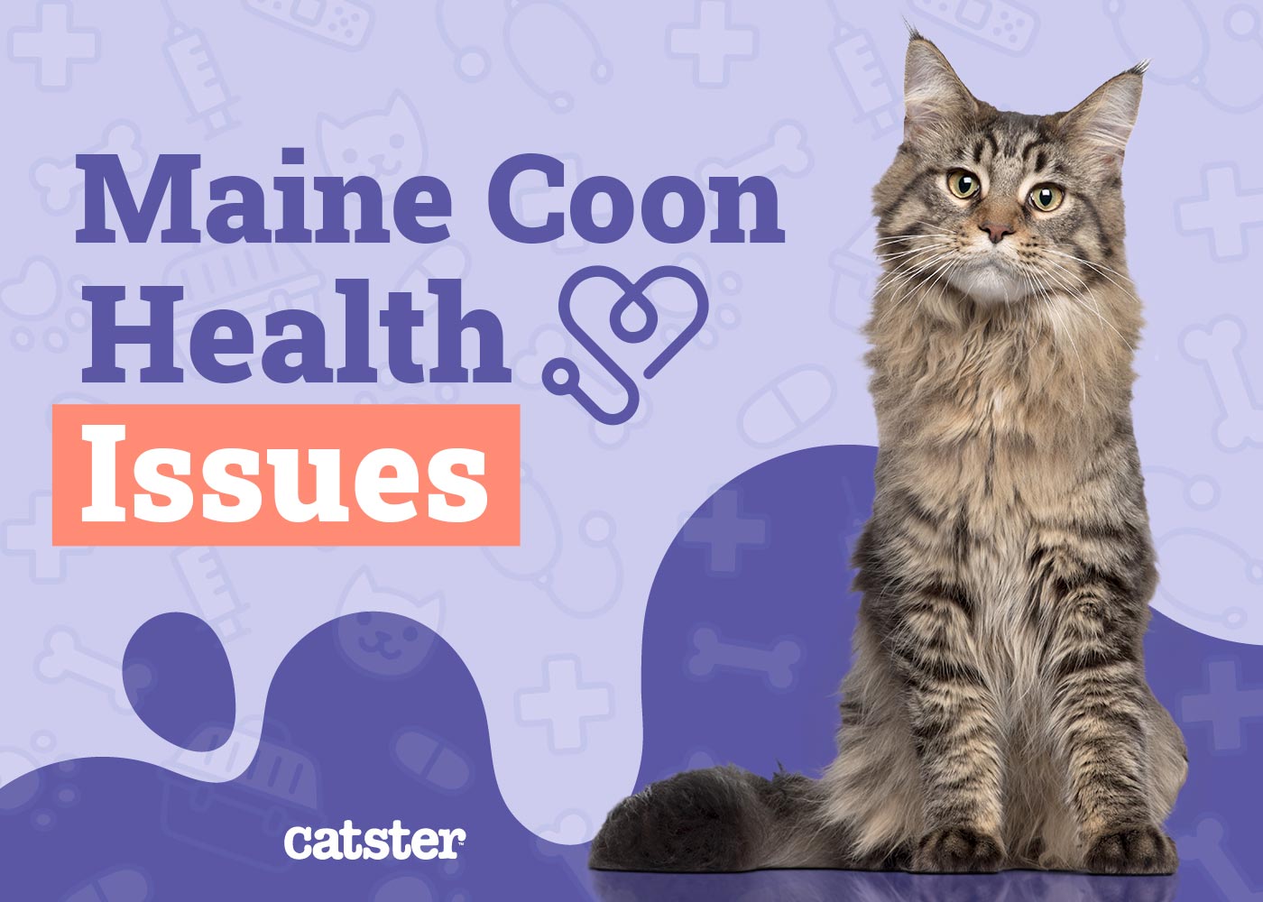 Maine Coon Cat Health Problems 8 VetReviewed Issues Catster