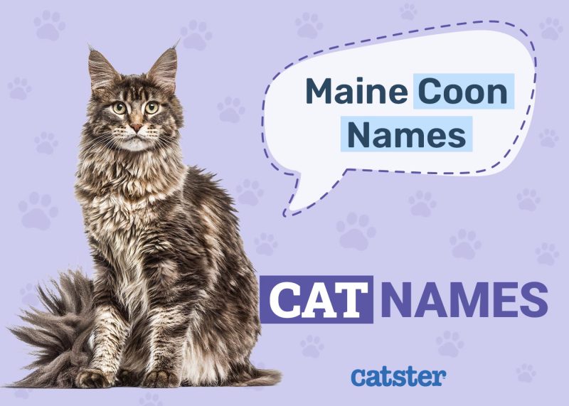 Maine Coon Cat Names
