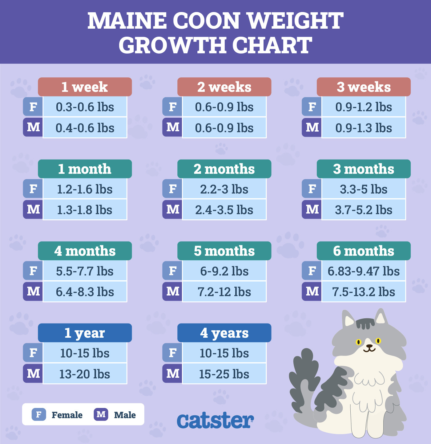 How Big Do Maine Coons Get Average Size Chart Care Tips Catster