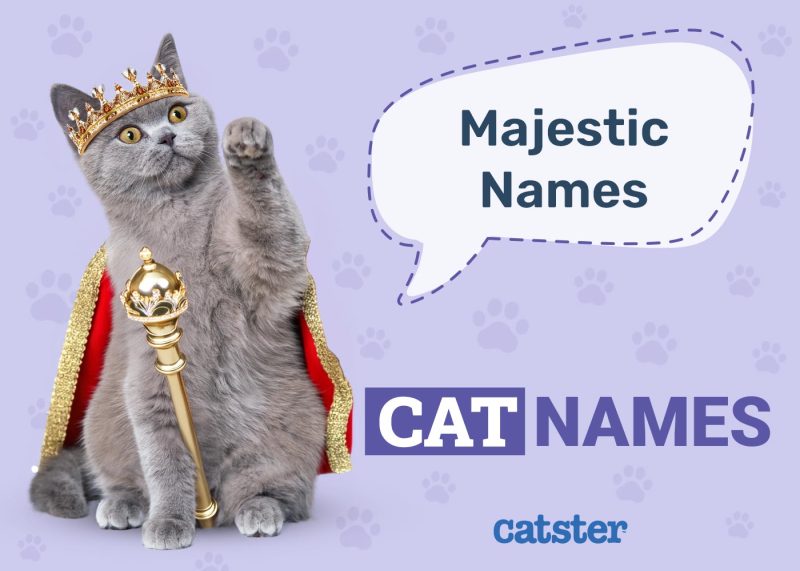 Majestic Cat Names