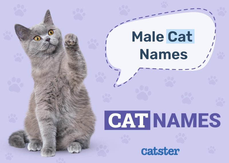 Male Cat Names