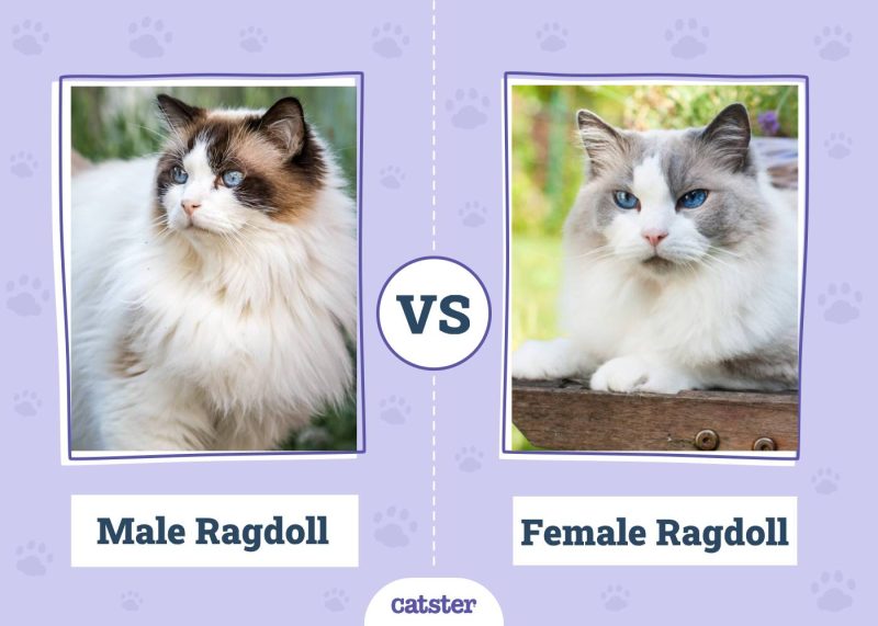 Male VS Female
