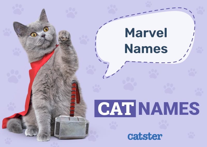 Marvel Cat Names