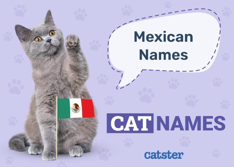 Mexican Cat Names