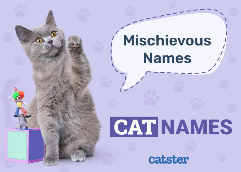 Mischievous Cat Names