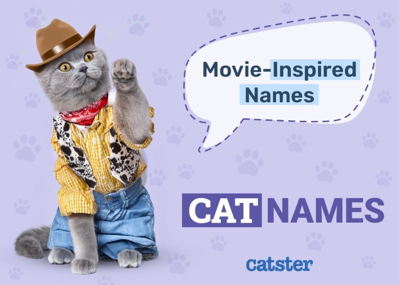 Movie-Inspired Cat Names