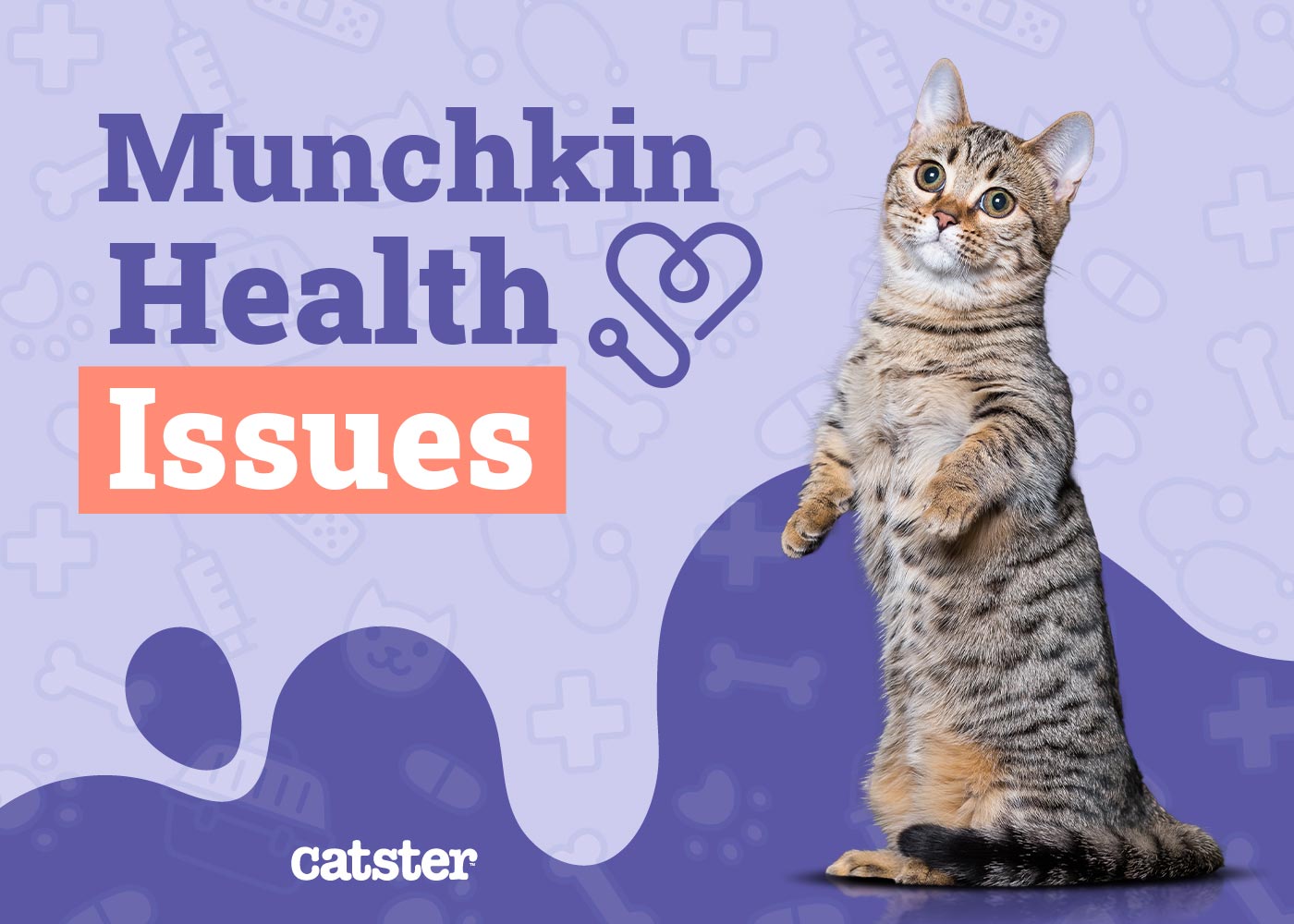 Munchkin Cat Health Problems 10 VetReviewed Issues Catster
