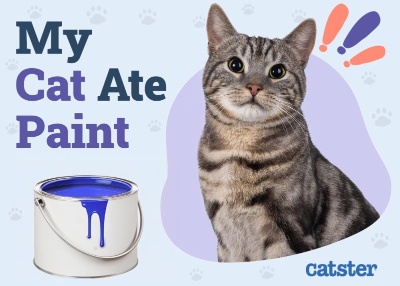 My Cat Ate Paint