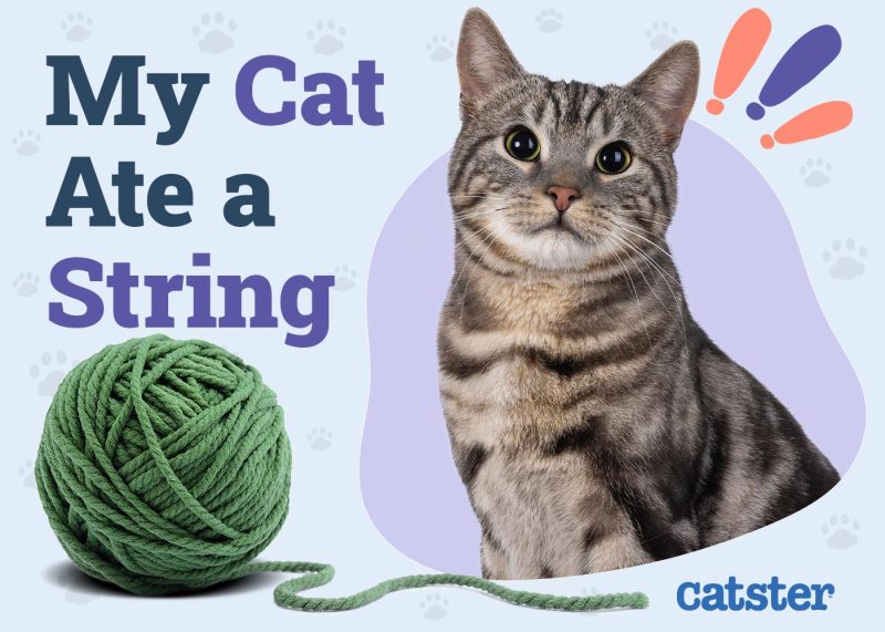 My Cat Ate String