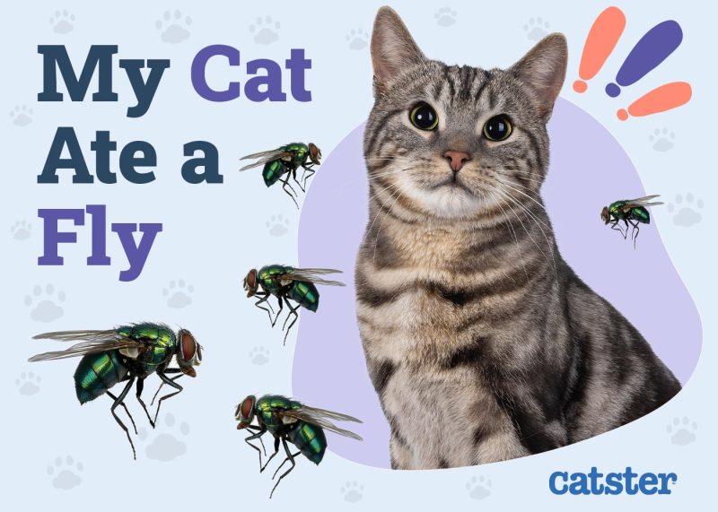 My Cat Ate a Fly