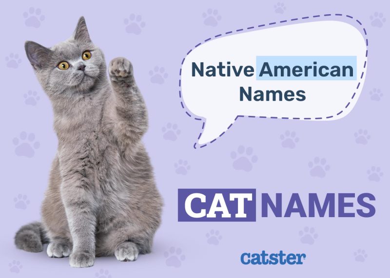 Native American Cat Names