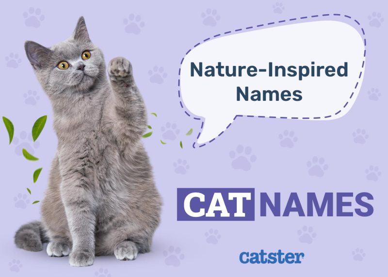 Nature-Inspired Cat Names for Your Wild & Free Pet