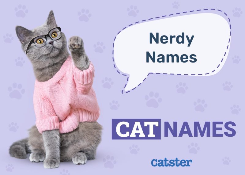 Nerdy Cat Names