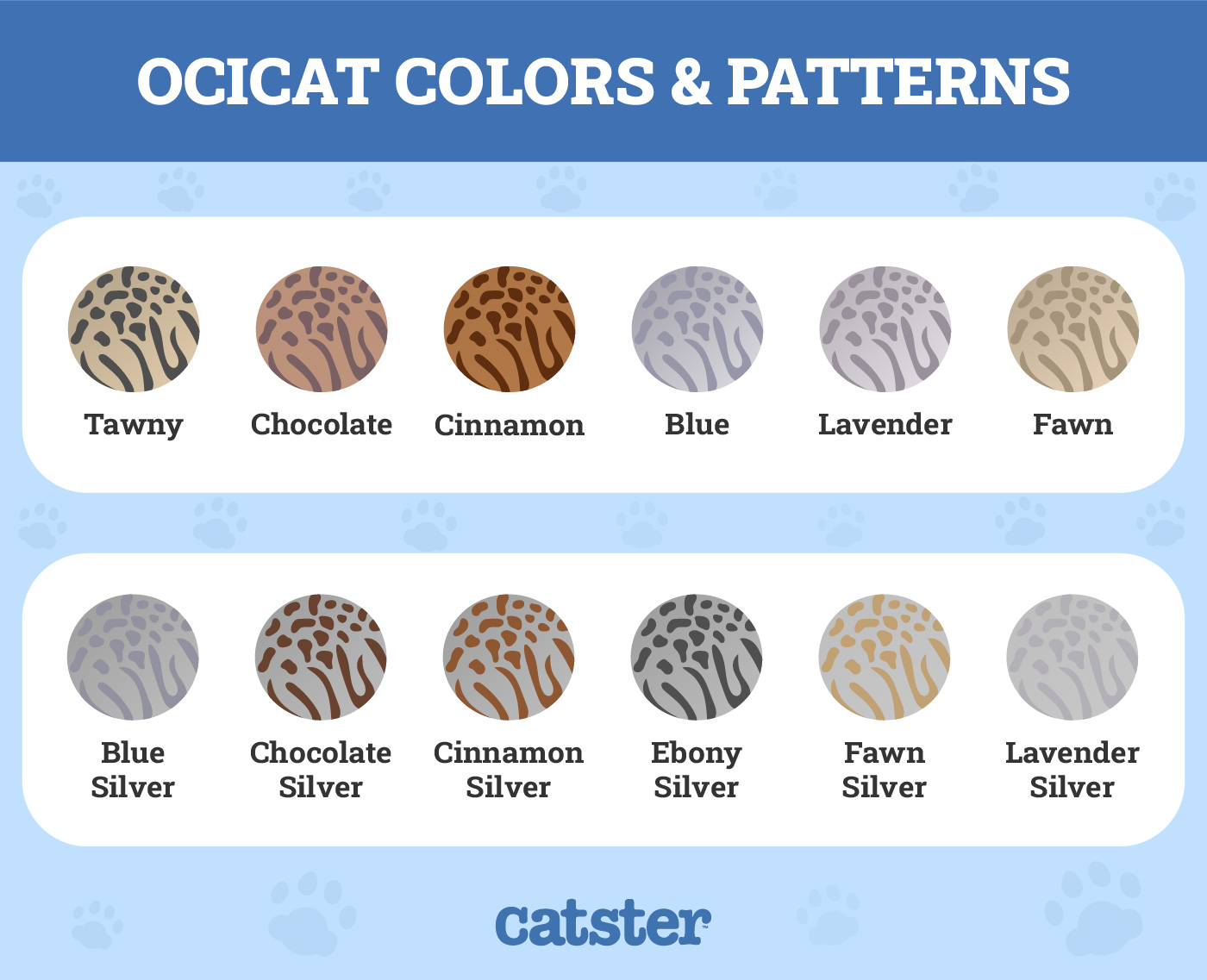 Ocicat Colors & Patterns
