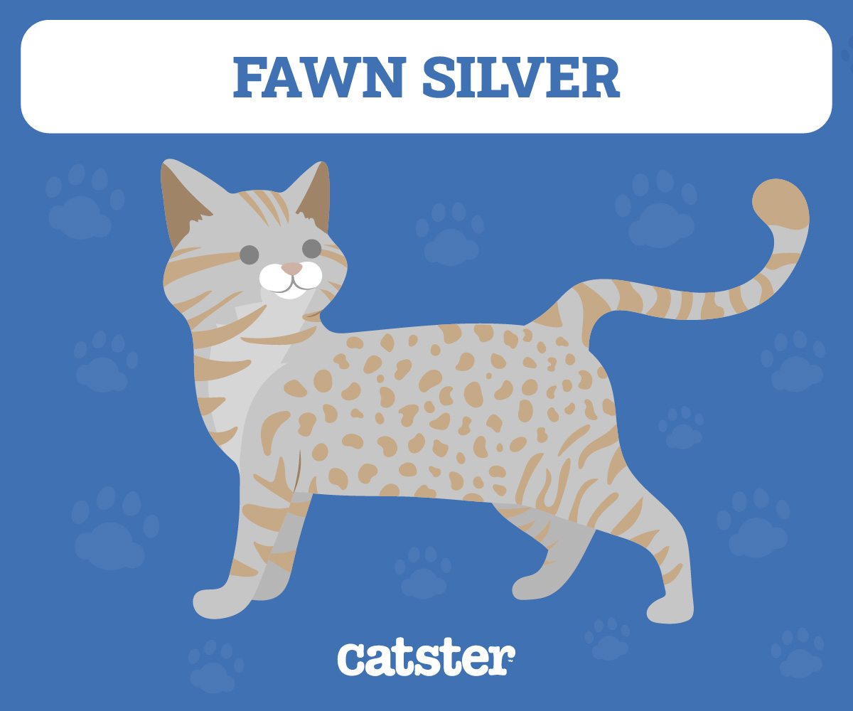 Ocicat Fawn Silver Color Infographic