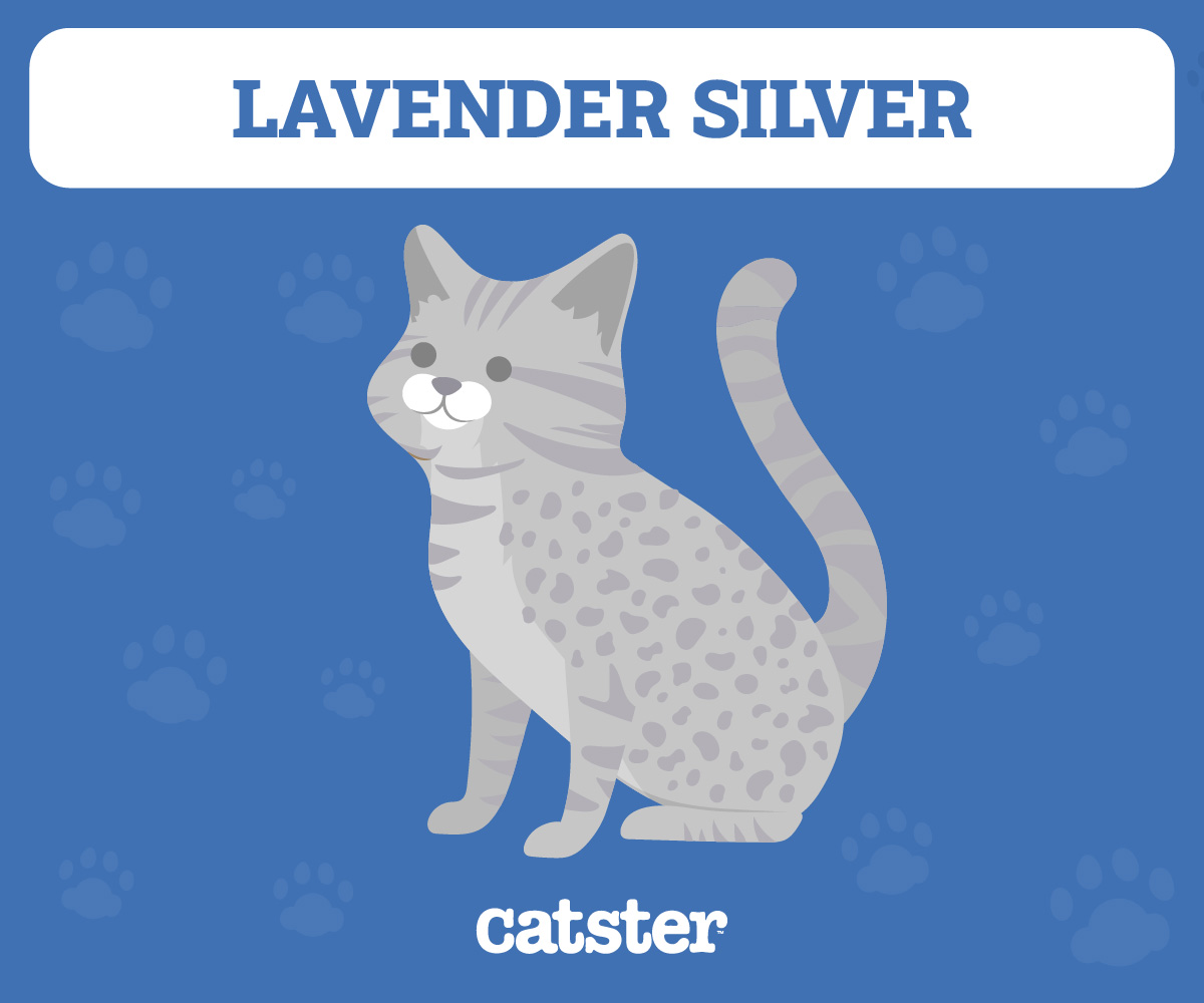 Ocicat Lavander Silver