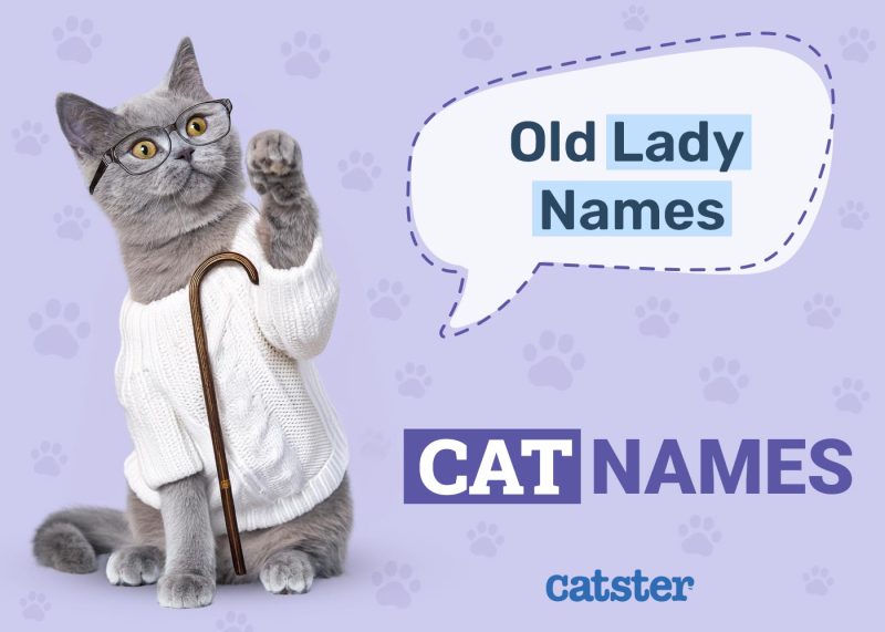 Old Lady Names for Cats