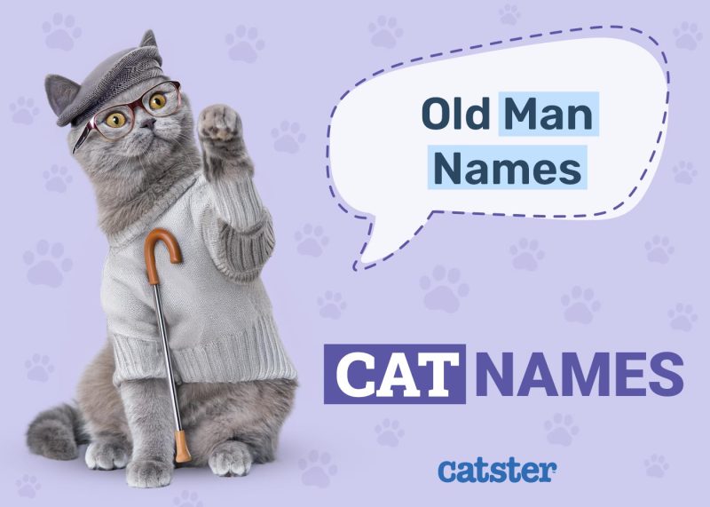 Old Man Names for Cats
