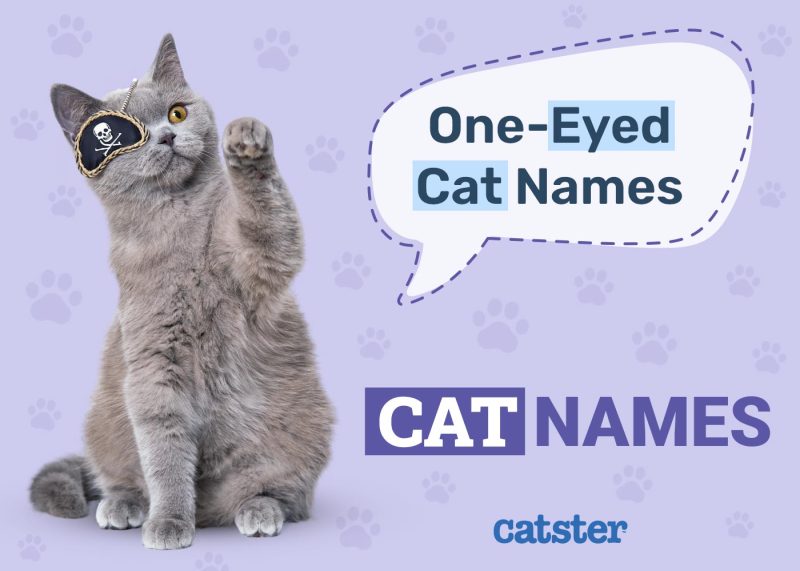 One-Eyed Cat Names