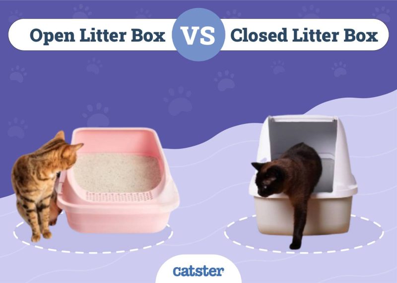 Open Litter Box VS Closed Litter Box