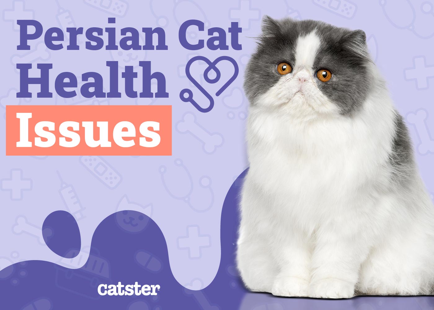 Persian Cat Health Problems