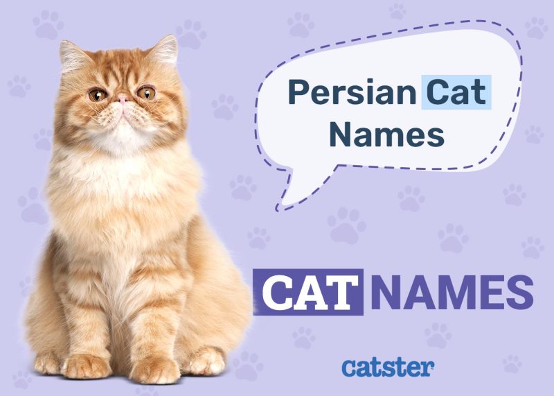 100 Persian Cat Names Ideas For Adorable Posh Regal Cats Catster 100-persian-cat-names-ideas-for-adorable-posh-regal-cats-catster