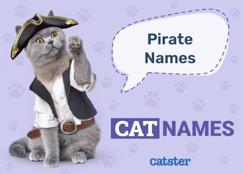 Pirate Cat Names