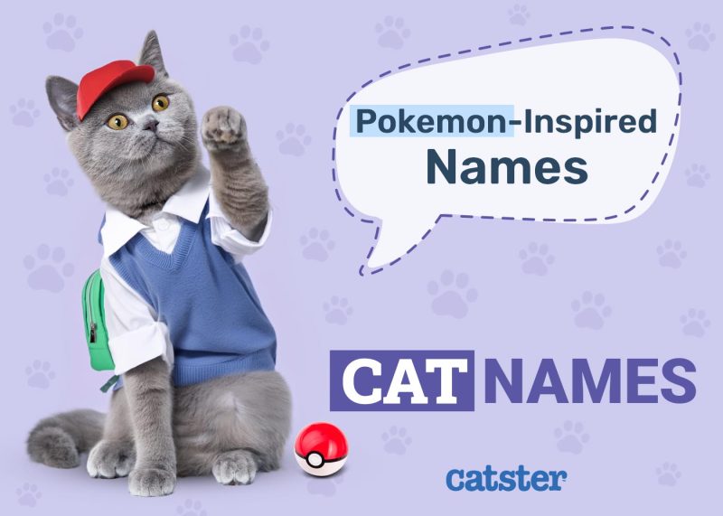 Pokémon Inspired Cat Names