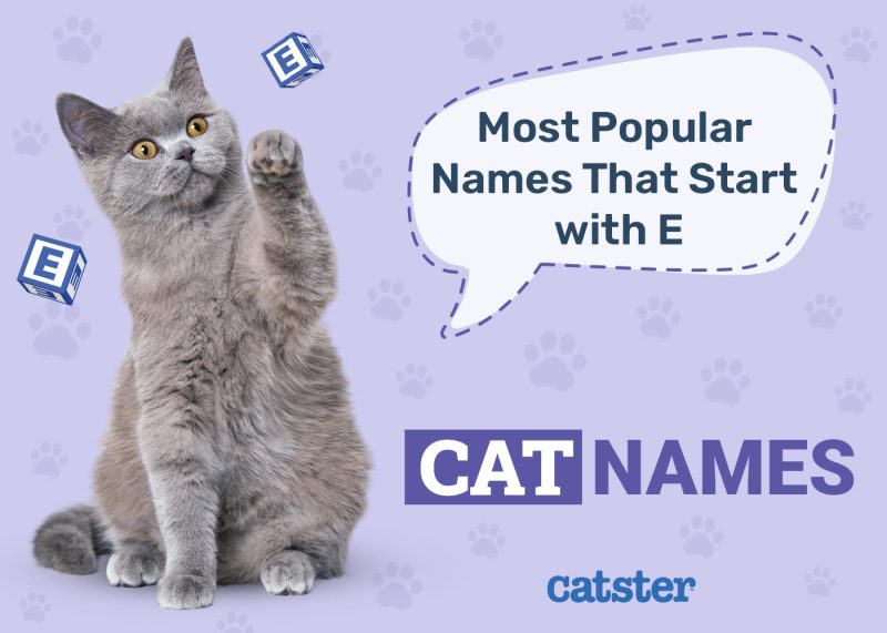 Most Popular Cat Names That Start With E