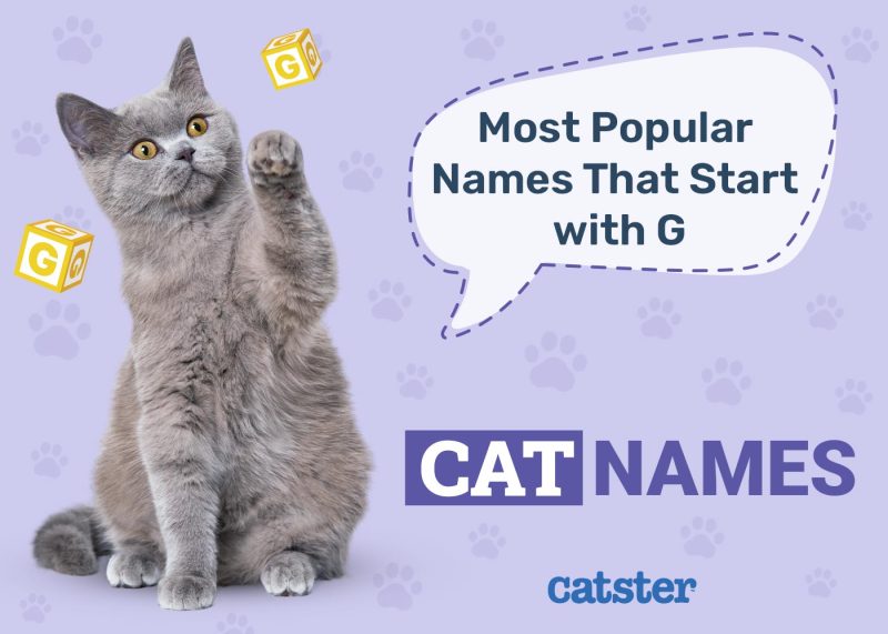 Most Popular Cat Names That Start With G