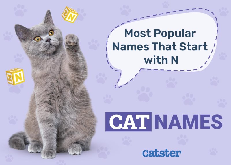Most Popular Cat Names That Start With N