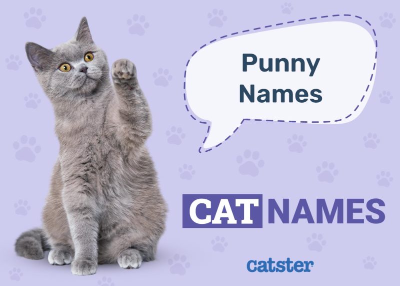 Punny Cat Names