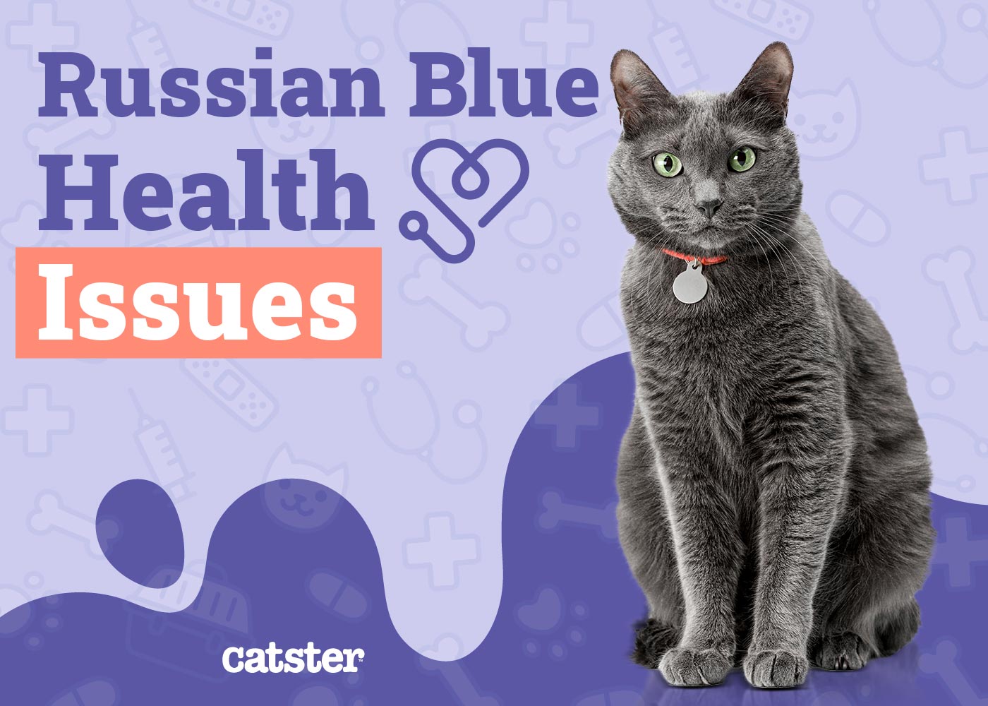 Russian Blue Cat Health Problems