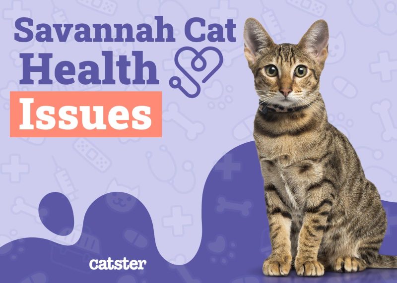 Savannah Cat Health Problems