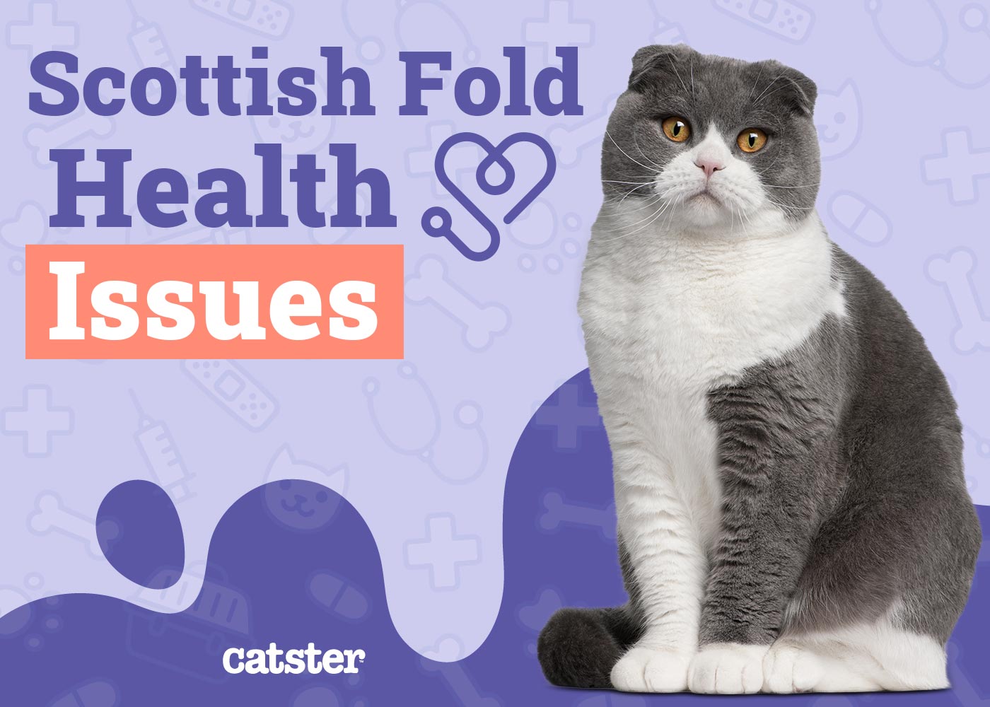 Scottish Fold Cat Health Problems 7 VetReviewed Issues Catster
