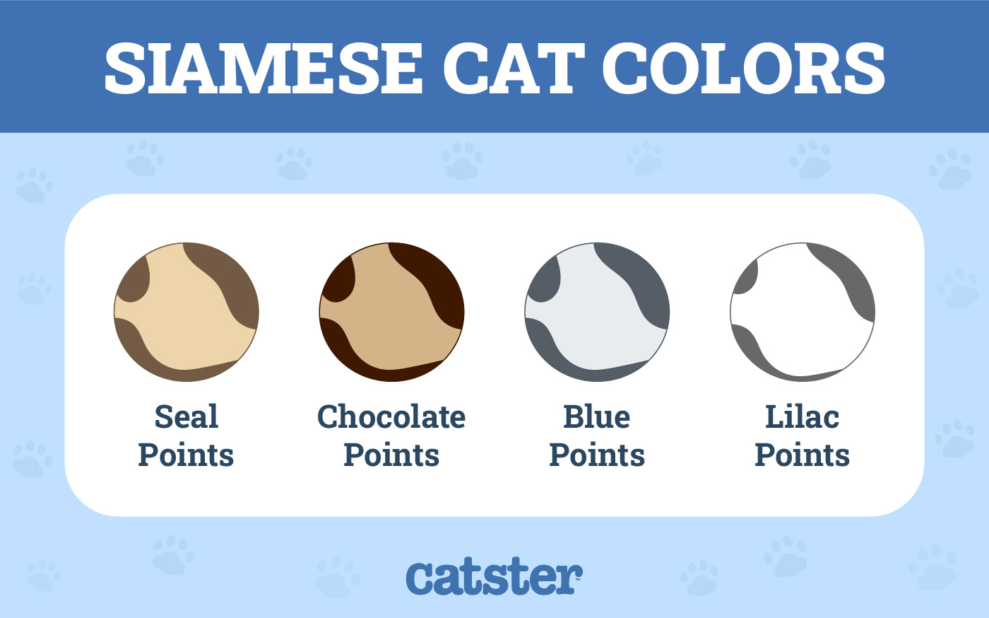 siamese cat colors