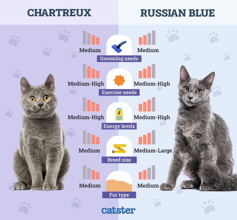 Chartreux Cat vs Russian Blue Cat What Is the Difference? (With Info — free download