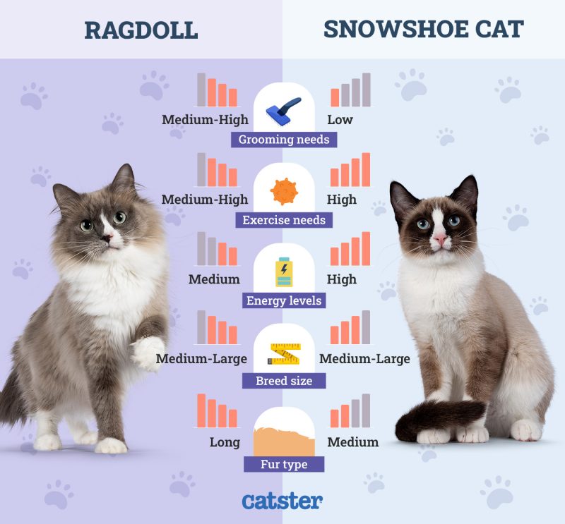 Ragdoll vs. Snowshoe Cat: Vet-Verified Key Differences (With Pictures ...