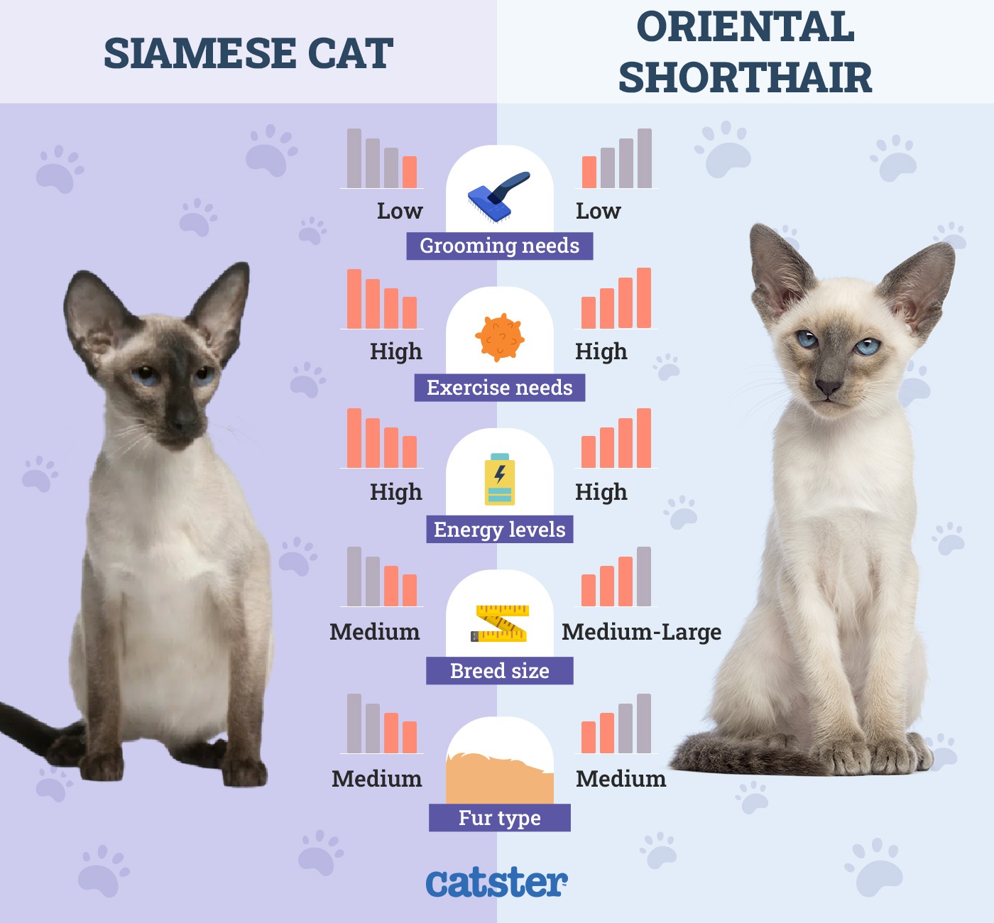 Catster_Side by Side Comparison Siamese Cat vs Oriental Shorthair