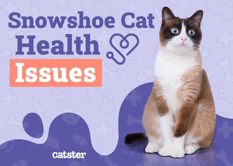 Snowshoe Cat Health Problems 10 VetReviewed Issues Catster