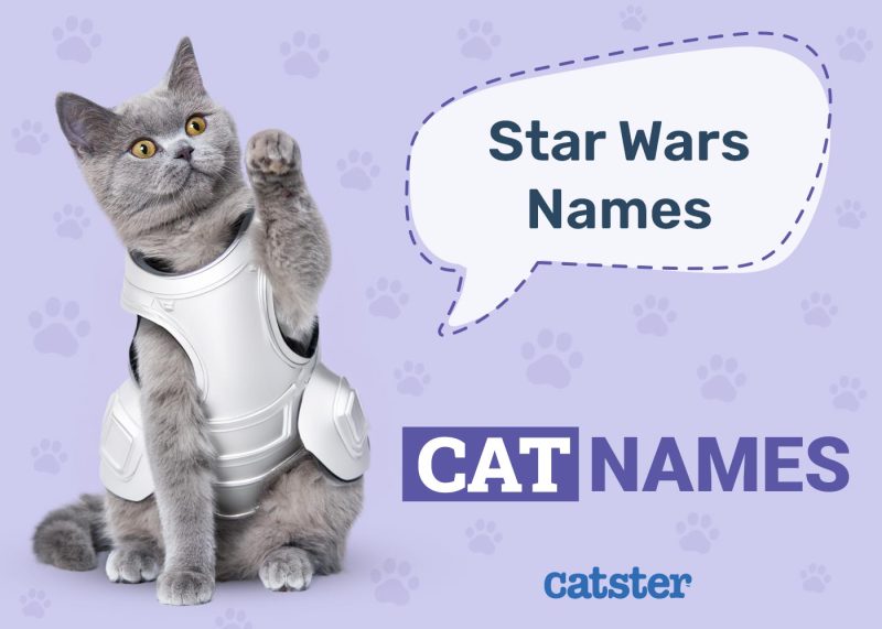Star Wars Cat Names