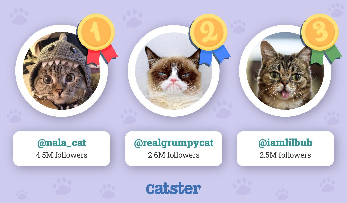 The Top 30 Most Popular Cats on the Internet in 2024 Catster