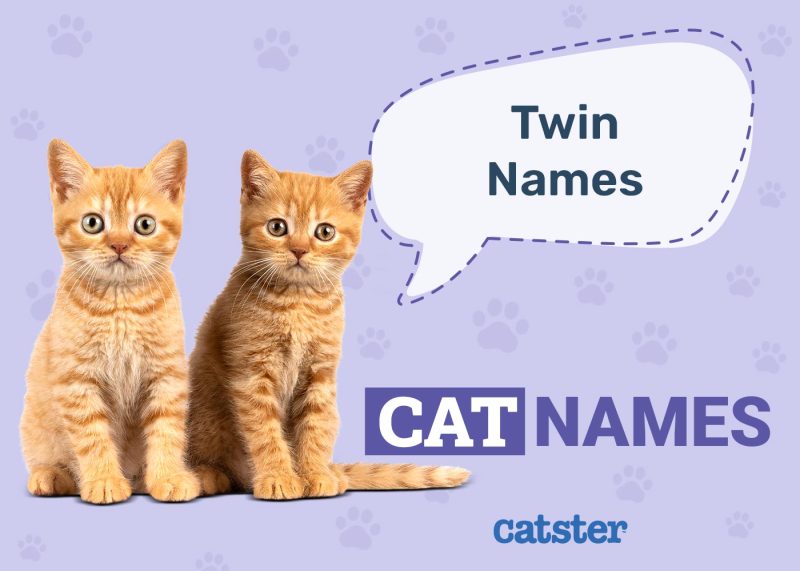 Twin Cat Names for Best Friends & Siblings